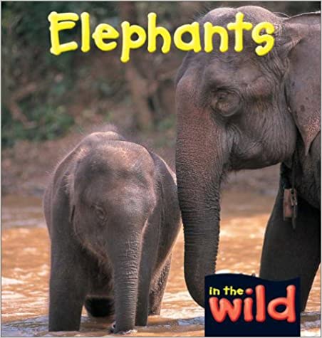 Elephants (In the Wild)