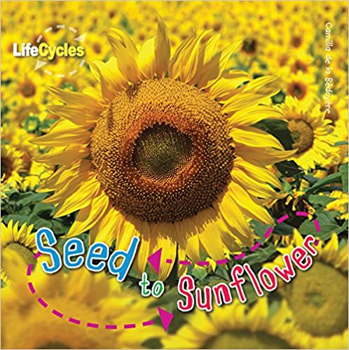 Seed to Sunflower (LifeCycles)
