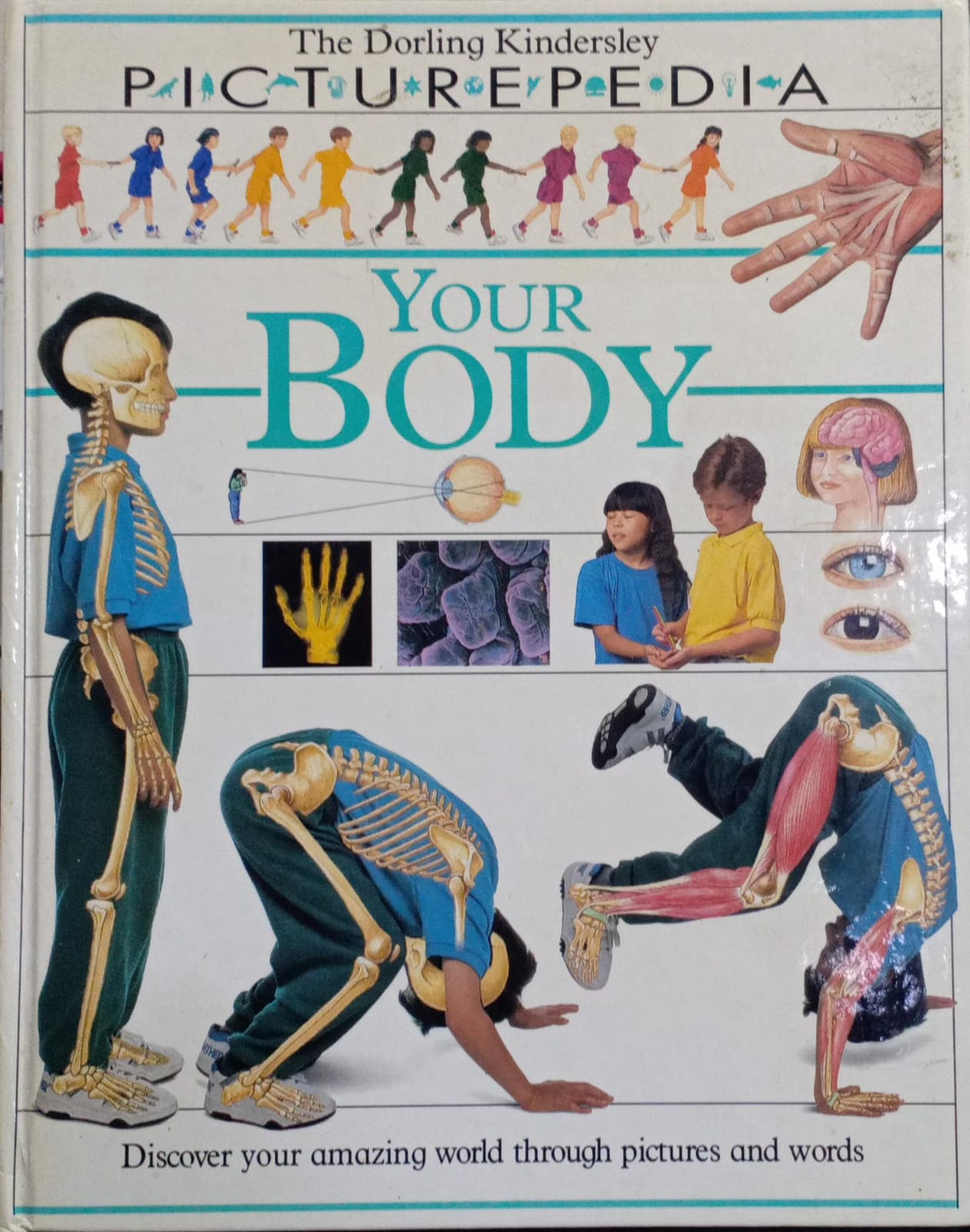 The Dorling PICTUREPEDIA - Your Body [HARDCOVER]