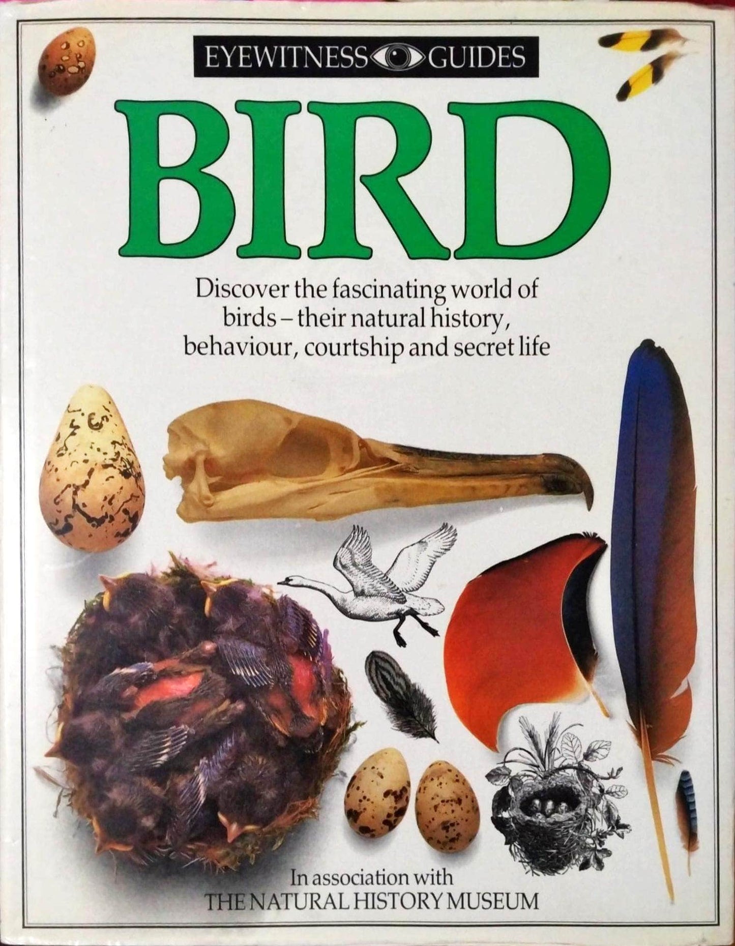 Bird (Eyewitness Explorers) [HARDCOVER]