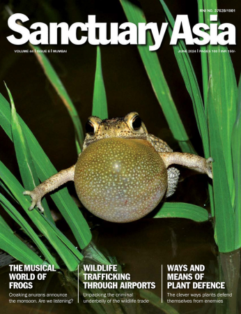 The musical world of frogs [Sanctuary Asia] [June 2024][rare books]