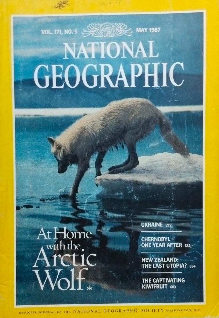 At home with the arctic wolf [national geographic][rare books]
