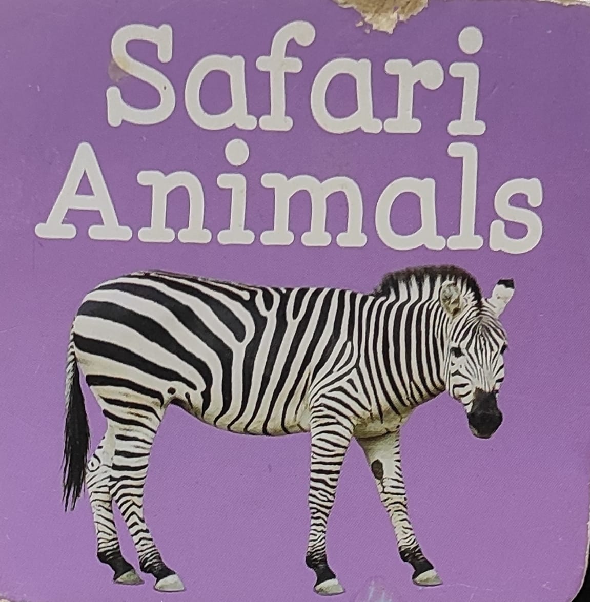 Safari Animals (Palm Size Boardbook)