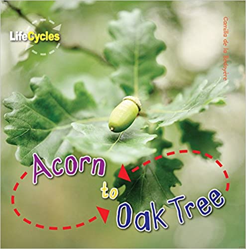Acorn to Oak Tree (LifeCycles)