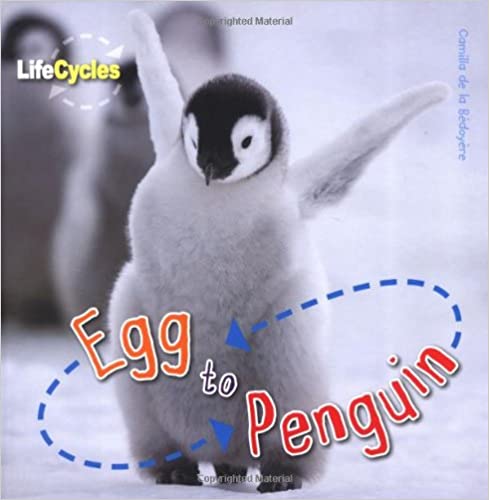 Egg to Penguin (Life Cycles)