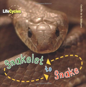 Snakelet to snake (LIFECYCLES)