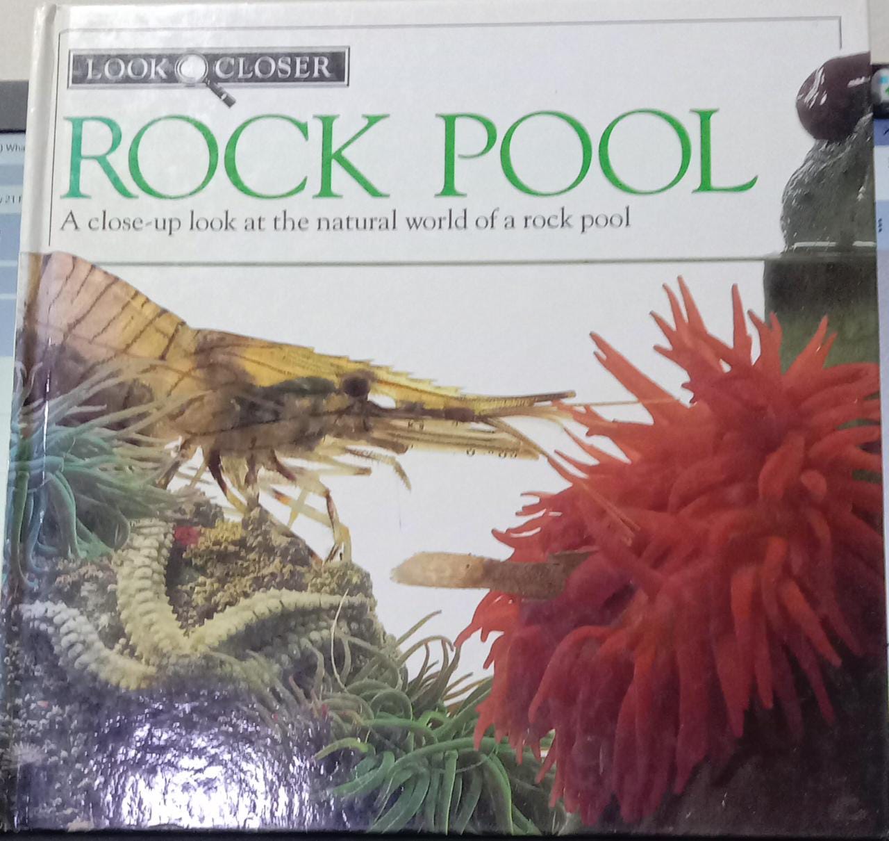 ROCK POOL [HARDCOVER]